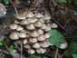 Cifra kígyógomba (Mycena inclinata), Budai-hegység